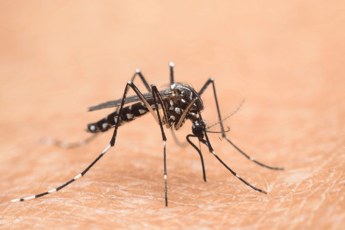 Nel Lazio primi casi autoctoni di West Nile oggi cabina di regia in Regione