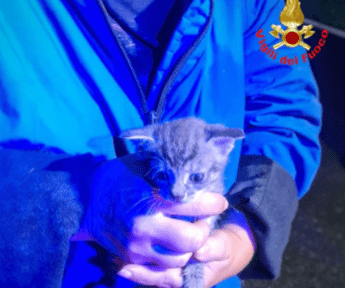 Chiuso in un sacchetto e gettato in una campana del vetro salvato gattino di giorni