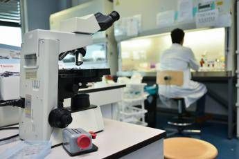 Alzheimer ecco le cellule che possono pulire il cervello lo studio