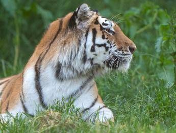 Scavalca il recinto e viene sbranato da una tigre allo zoo tragedia nello Yorkshire