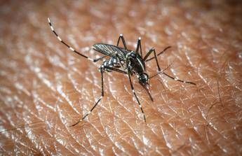 West Nile e Dengue aumentano i casi in Italia gli ultimi dati dellIss