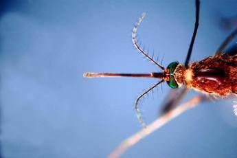 West Nile prima vittima in Liguria enne muore a Genova Bassetti Massima attenzione